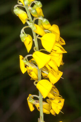 Cytisus nigricans