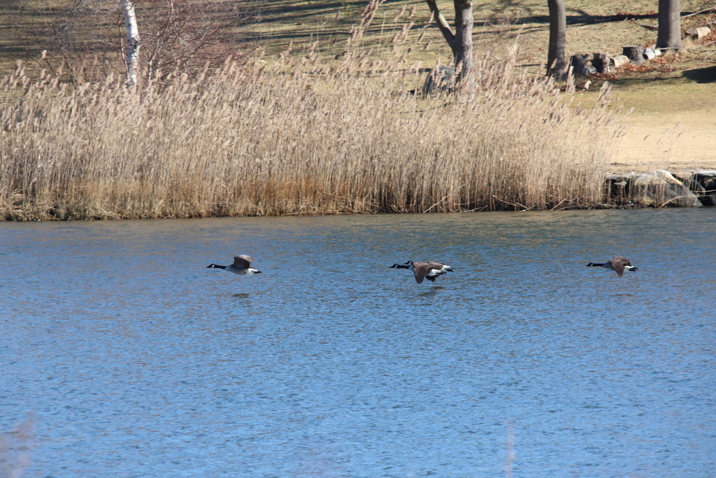 Canada Goose from Poquonock Bridge, Groton, CT 06340, USA on December
