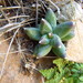 Pachyphytum compactum - Photo (c) Opuntia Cadereytensis,  זכויות יוצרים חלקיות (CC BY-NC), הועלה על ידי Opuntia Cadereytensis