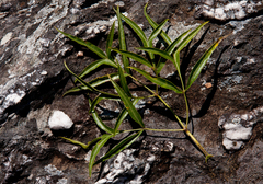 Heteromorpha montana image
