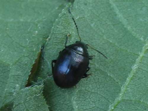 Brachypnoea tristis photo 2