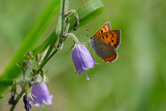 Lycaena phlaeas daimio