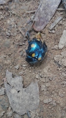 Labidomera suturella