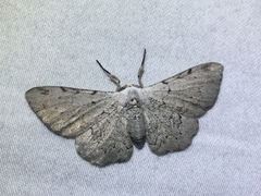 Thyrinteina arnobia