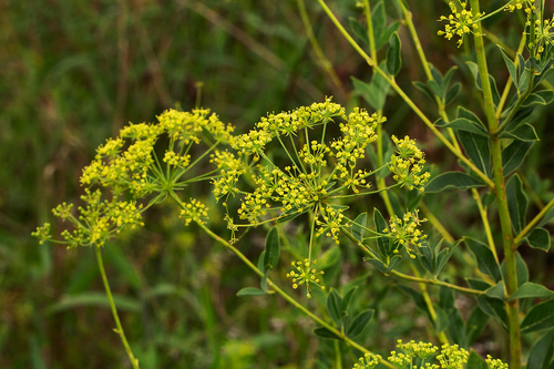 Heteromorpha involucrata image