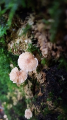 Lichenomphalia umbellifera image