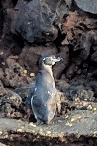 Spheniscus mendiculus
