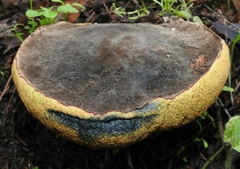 Xerocomellus mendocinensis