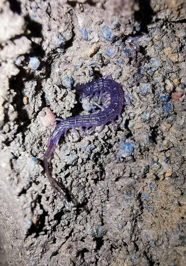 Otostigmus tricarinatus