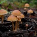 鱗皮假臍菇 - Photo 由 Adam Bryant 所上傳的 (c) Adam Bryant，保留部份權利CC BY-NC