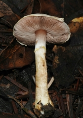 Agaricus diminutivus