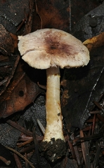 Agaricus diminutivus