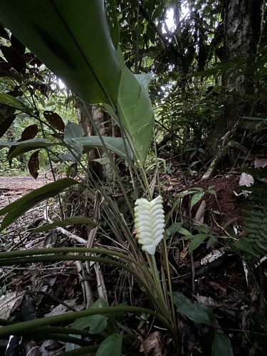 Calathea platystachya