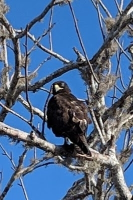 Buteo galapagoensis