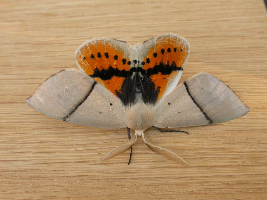 Gastrophora