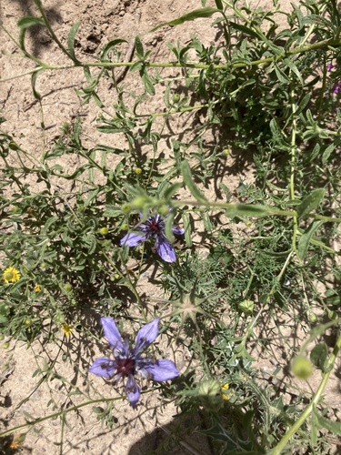 Nigella papillosa, photograph 4