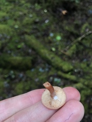 Lactarius subviscidus