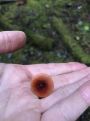 Lactarius subviscidus