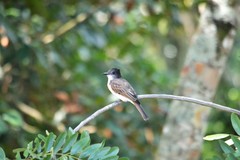 Myiarchus stolidus