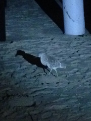 Nycticorax nycticorax