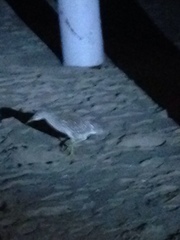 Nycticorax nycticorax