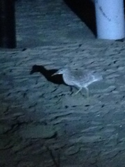 Nycticorax nycticorax