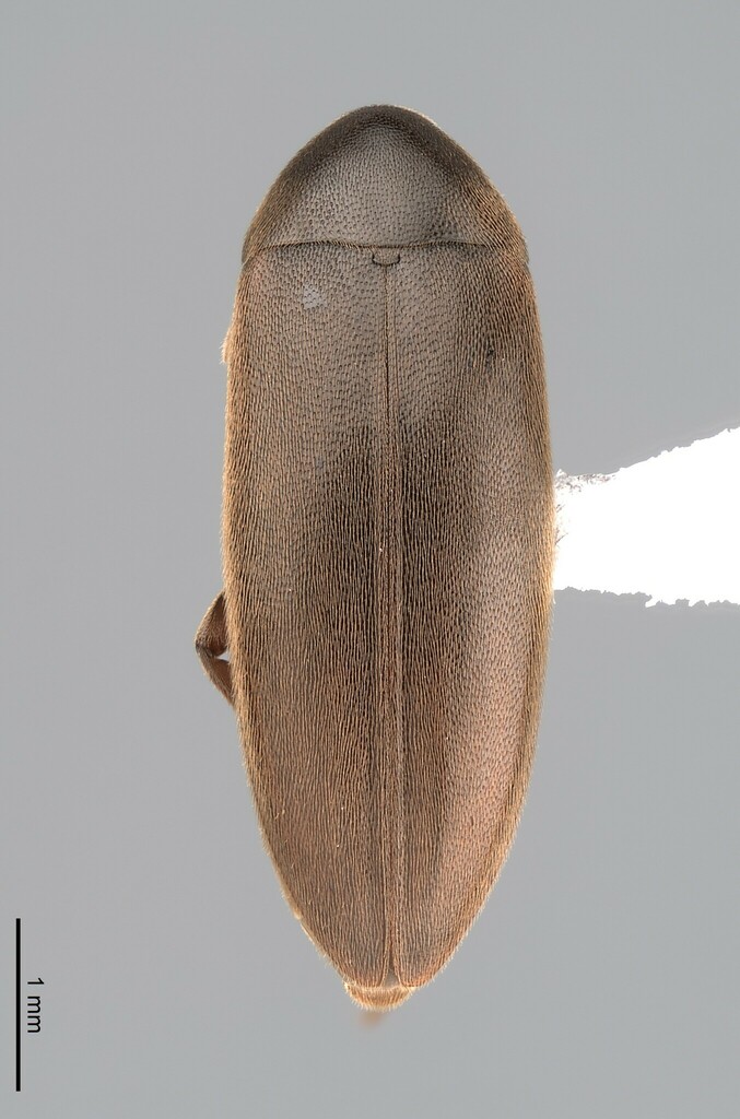 Knife-like False Darkling Beetle