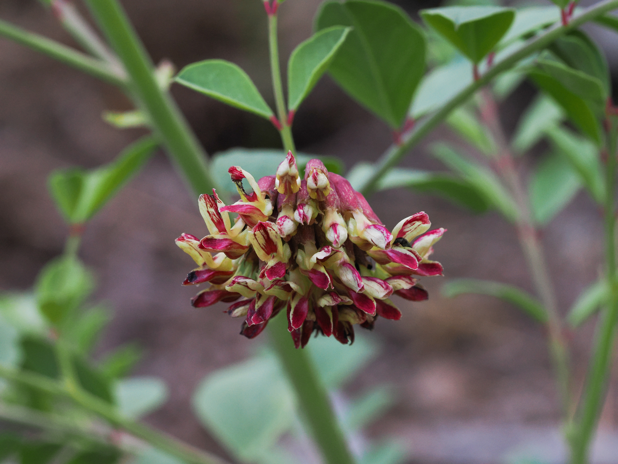Hosackia crassifolia var. crassifolia