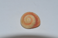 Agathistoma fasciatum