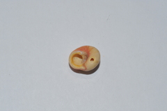 Agathistoma fasciatum