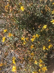 Coreocarpus arizonicus