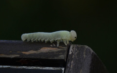 Cimbicidae