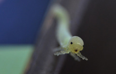 Cimbicidae