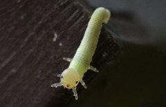 Cimbicidae