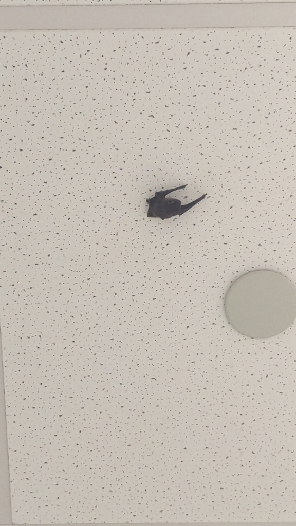 Evening Bats from Baton Rouge, LA 70805, USA on June 28, 2023 at 1041