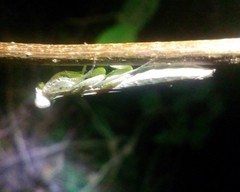 Compsomantis