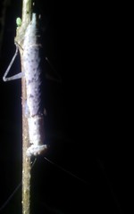 Compsomantis