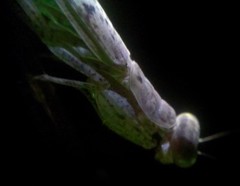 Compsomantis