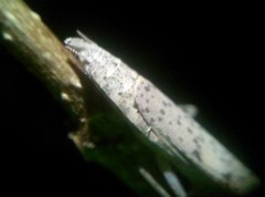 Compsomantis