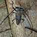 Batocera frenchi - Photo (c) markhutch, some rights reserved (CC BY-NC)