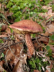 Image of Aureoboletus russellii