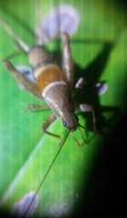 Mogoplistidae