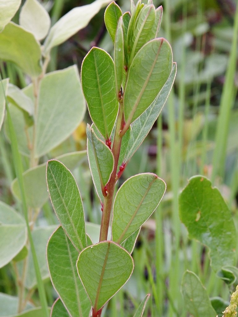 Sapium obovatum