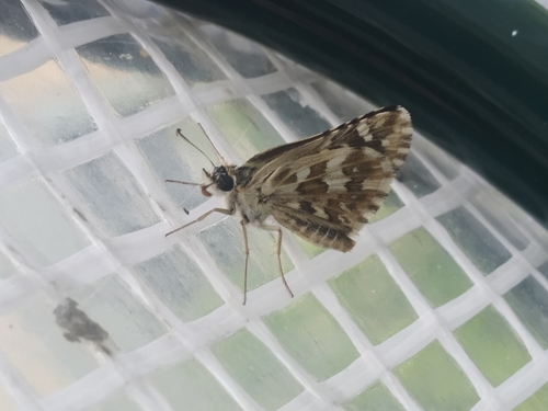Pyrgus onopordi