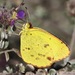 Mariposa Amarilla Pequeña Manchada - Photo (c) tex-anne, algunos derechos reservados (CC BY-NC), uploaded by tex-anne