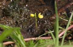 Utricularia aurea