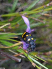 Hycleus quadriguttatus