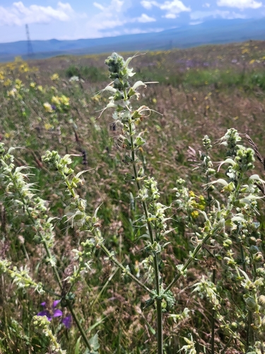 Iranian Sage (Salvia staminea)