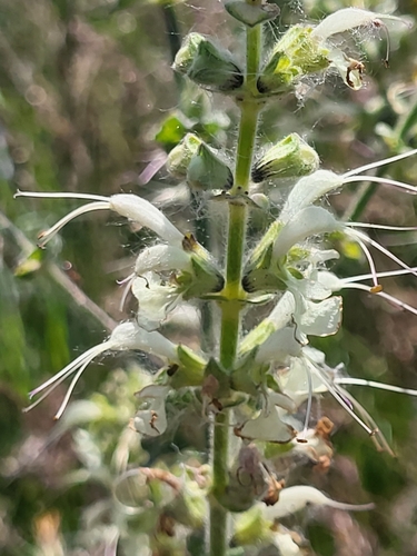 Image of Salvia staminea by (c) Jacek Pietruszewski, some rights reserved (CC BY)