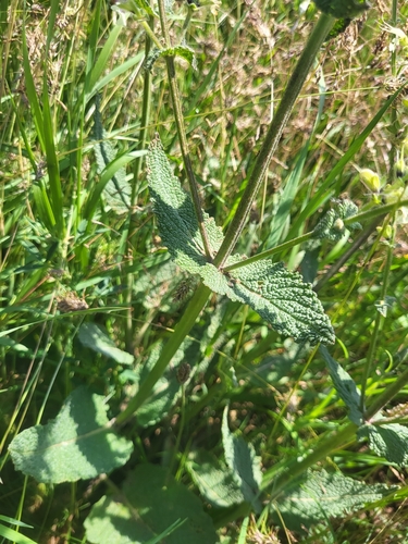 Image of Salvia staminea by (c) Jacek Pietruszewski, some rights reserved (CC BY)